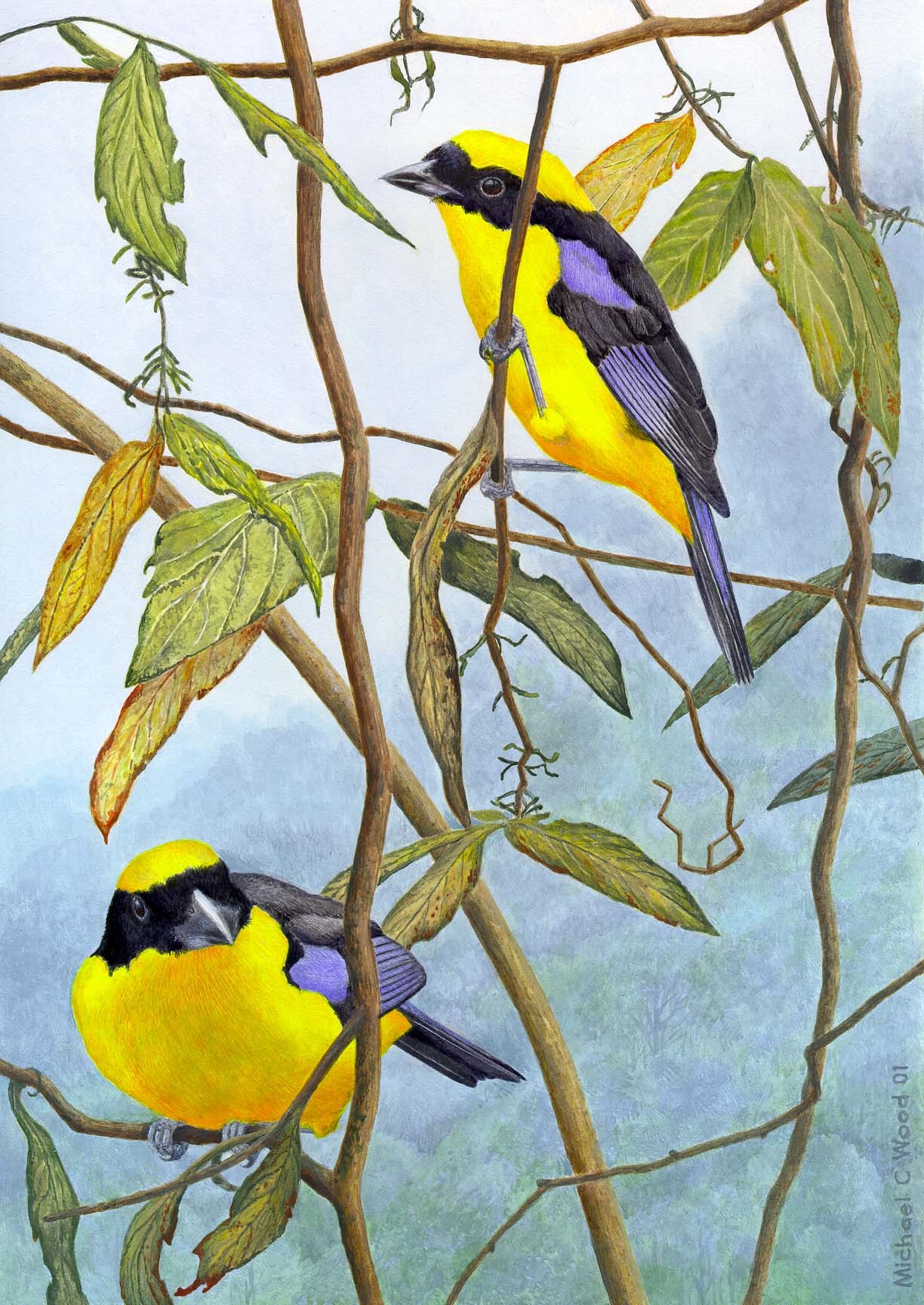 blue-winged mountain tanagers